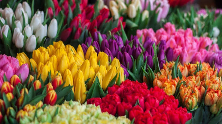 floral olfactory family