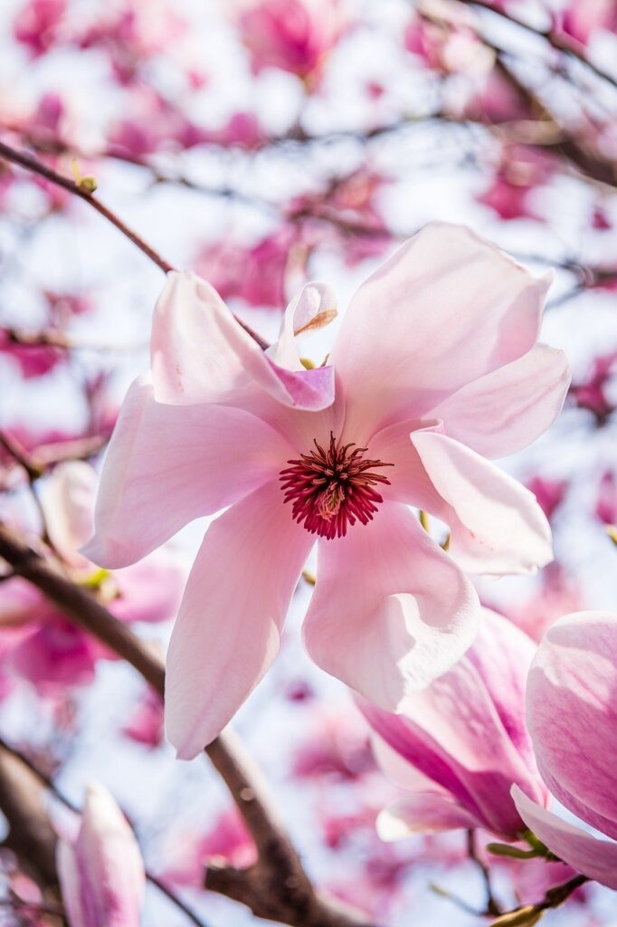 magnolia flower, flower wallpaper, blossom, flower, petals, bloom, magnolia, pistil, spring, nature, beautiful flowers, environment, plants, flower, flower, flower, flower, flower background, flower